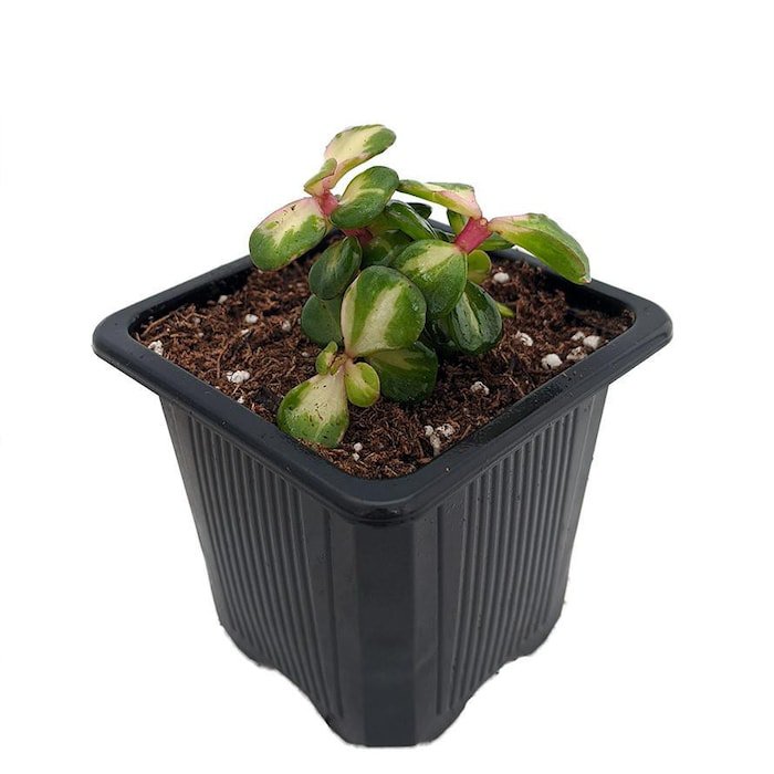 Rainbow Bush Jade Plant Spekboom Portulacaria Mediopicta 2.5 inch Pot