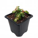 Rainbow Bush Jade Plant Spekboom Portulacaria Mediopicta 2.5 inch Pot