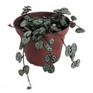 String Of Hearts Hearts Entangled Ceropegia Woodii 2.5 inch Pot Collector Series