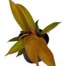 Prince Of Orange Philodendron 4 inch Pot