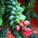 Burros Tail Succulent 2.5 inch Pot Sedum Morganianum