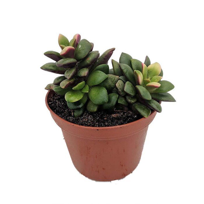 Lost Love Succulent Plant Anacampseros Rufescens Variegata 2 inch Pot
