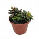 Lost Love Succulent Plant Anacampseros Rufescens Variegata 2 inch Pot
