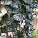 Rosary Vine Ceropegia Woodii String Of Hearts 2.5 inch Pot Collector Series