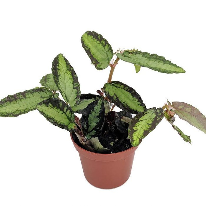 Rainbow Vine Pellionia Daveauana 2.5 inch Pot Terrarium Fairy Garden
