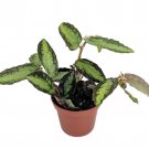 Rainbow Vine Pellionia Daveauana 2.5 inch Pot Terrarium Fairy Garden