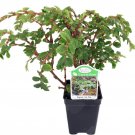 Tiny Pink Begonia Plant 2.5 inch Pot Terrarium Fairy Garden House Plant