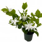 Belle Of India Arabian Tea Jasmine Plant Sambac 4 inch Pot