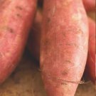 Covington Sweet Potato #1 Seed Tuber