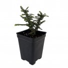 Hokkaido Dwarf Chinese Elm Ulmus Parvifolia 2.5 inch Pot Fairy Garden Bonsai