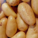 Banana Fingerling Potato 6 Tubers Heirloom