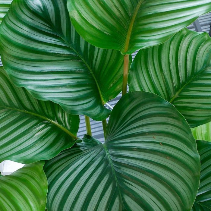 Orbit Peacock Plant Calathea Orbifolia Easy House Plant 6 inch Pot