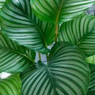 Orbit Peacock Plant Calathea Orbifolia Easy House Plant 6 inch Pot