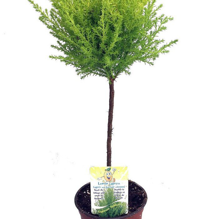 Lemon Scented Goldcrest Mini Poodle Cypress Tree 4.5 inch Pot