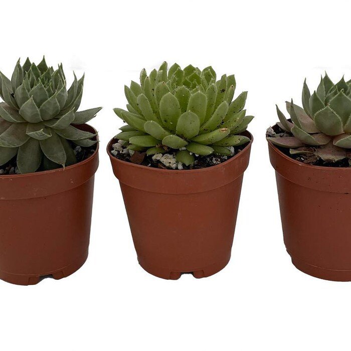 Hens Chicks 3 Different Plants Sempervivum Great House Plant 2 inch Pots