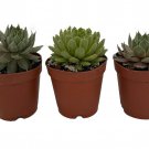 Hens Chicks 3 Different Plants Sempervivum Great House Plant 2 inch Pots