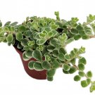 Tricolor Sedum Sedum Spurium Variegata 2.5 inch Pot Fairy Garden House Plant