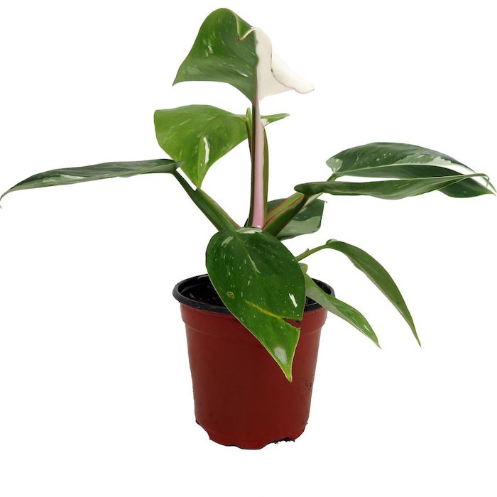 Rare White Princess Philodendron 4 inch Pot Collectors Series