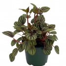 Piccolo Banda Peperomia Peperomia Albovittata 4 inch Pot