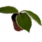 Krimson Queen Wax Plant Hoya 2 inch Pot