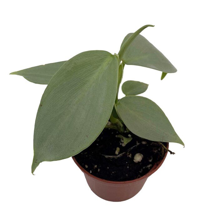Silver Sword Philodendron Hastatum 2.5 inch Pot Collectors Series