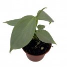 Silver Sword Philodendron Hastatum 2.5 inch Pot Collectors Series