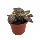 Mini Pink Veined Nerve Plant Fittonia Easy House Plant 2.5 inch Pot