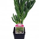 Shreks Ear Jade Plant Crassula 2.5 inch Pot Terrarium Fairy Garden