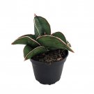 Rare Samurai Sword Snake Plant Sansevieria 2 inch Pot Collectors Series