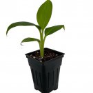 Dwarf Cavendish Banana Plant Musa 2.5 inch Pot