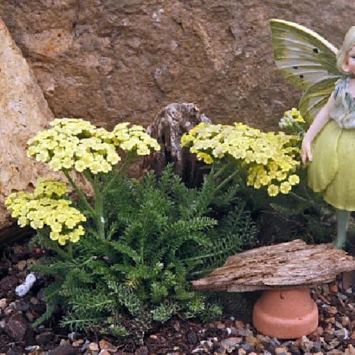 Worlds Smallest Tiny Gold Yarrow Achillea Fairy Garden Rock Garden 2.5 inch Pot
