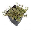 Mini Kitty Jade Crassula 2.5 inch Pot Terrarium Fairy Garden