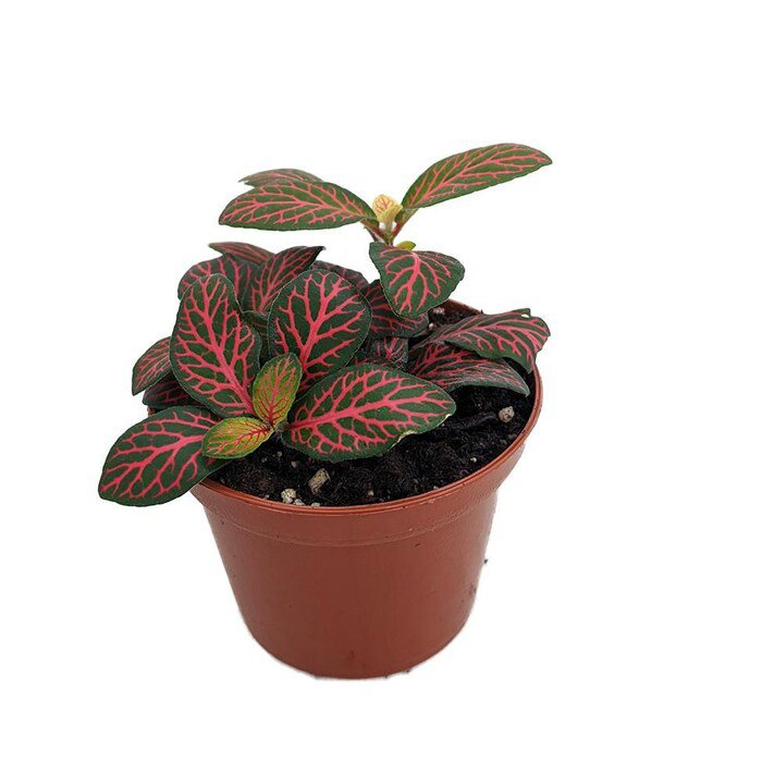 Mini Red Veined Nerve Plant Fittonia Easy House Plant 2.5 inch Pot