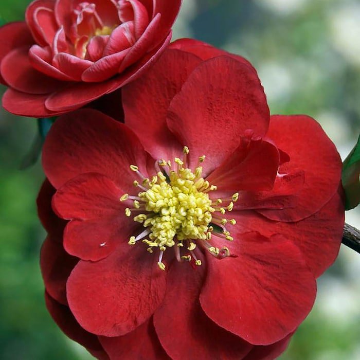 Double Take Chaenomeles Scarlet Storm Ppaf Flowering Quince Proven Winners