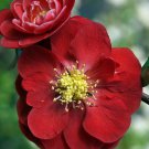 Double Take Chaenomeles Scarlet Storm Ppaf Flowering Quince Proven Winners