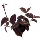 Burgundy Tradescantia 2.5 inch Pot