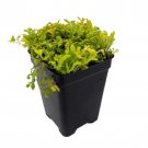 Golden Spikemoss Selaginella Kraussiana Aurea Terrarium Fairy Garden 2.5 inch Pot