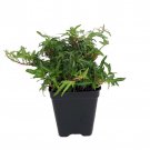 Feen Finger English Ivy 2.5 inch Pot Terrarium Fairy Garden House Plant