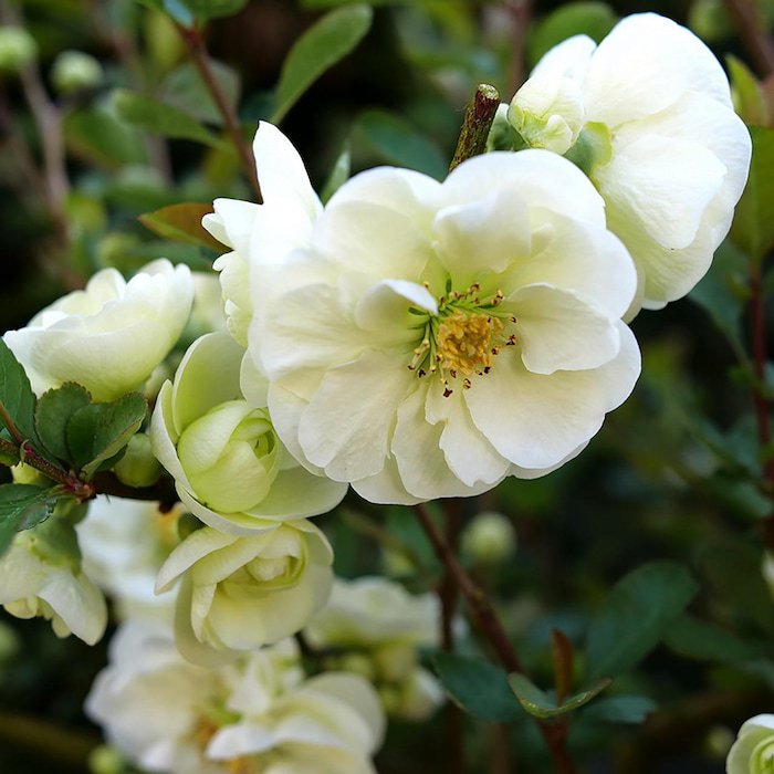 Double Take Eternal White Flowering Quince Proven Winners 4 inch Pot