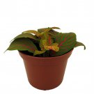 Skeleton Fittonia Nerve Plant Easy House Plant 2.5 inch Pot