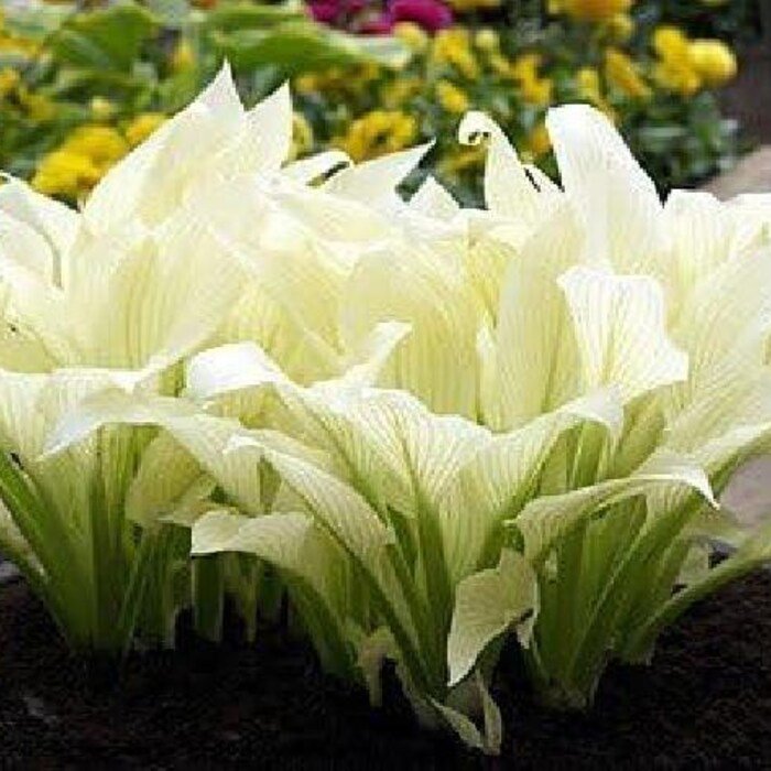 White Feather Hosta Unbelievable Rare 1 Bareroot Grown Shipped By Gardens