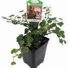 Peter Pan English Ivy 2.5 inch Pot Terrarium Fairy Garden House Plant