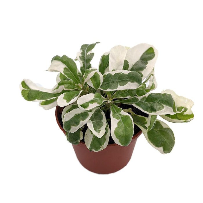White Carpet St Josephs Coat Plant Alternanthera Ficoidea 2.5 inch Pot