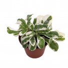 White Carpet St Josephs Coat Plant Alternanthera Ficoidea 2.5 inch Pot