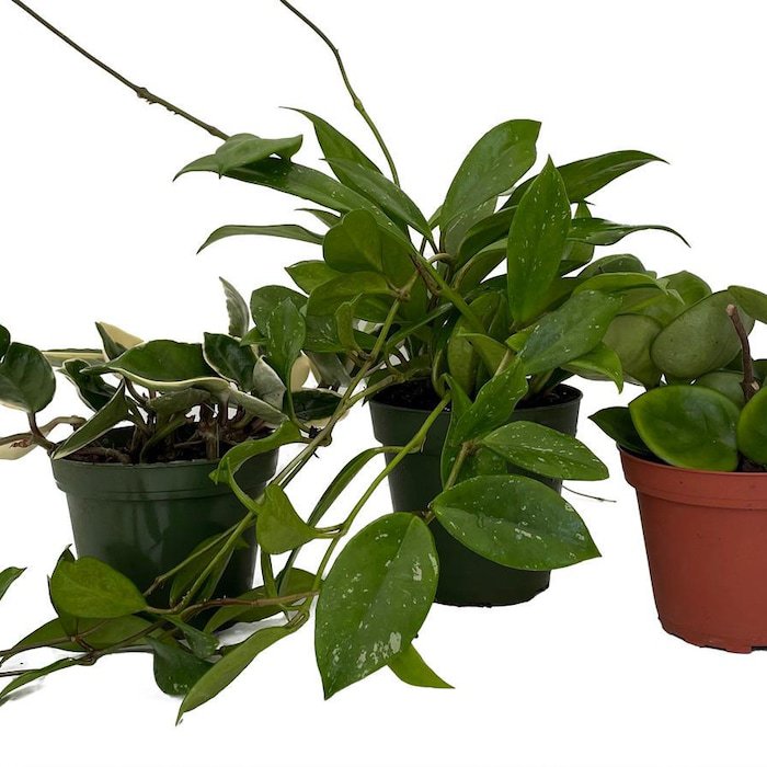 Hoya Assortment 3 Pack In 4 inch Pots