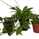 Hoya Assortment 3 Pack In 4 inch Pots