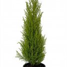 Lemon Scented Goldcrest Cypress Tree Indoors Out 6 inch Pot
