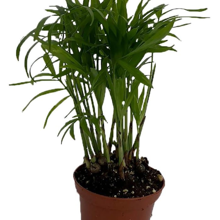 Super Sale Victorian Parlor Palm Neanthe Bella Palm 2.5 inch Pot