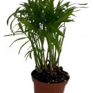 Super Sale Victorian Parlor Palm Neanthe Bella Palm 2.5 inch Pot