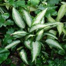 Panther Dieffenbachia 2.5 inch Pot Very Durable
